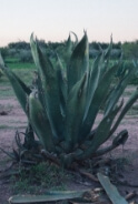 El rey de matatlán tradición de producir mezcales